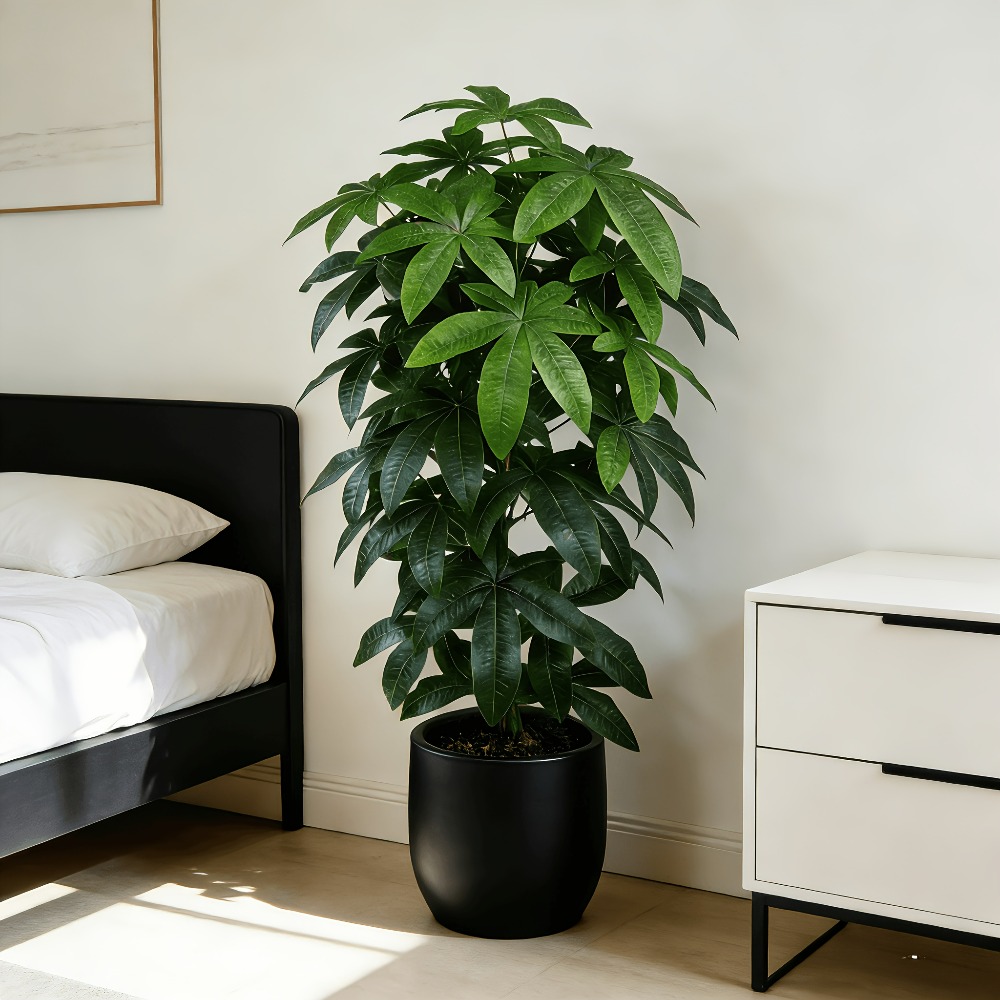 Ficus Lyrata Tree - Een kunstmatige geldboom Pachira Aquatica met